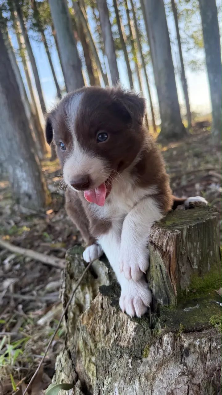 Filhotes de Border Collie - Foto 4