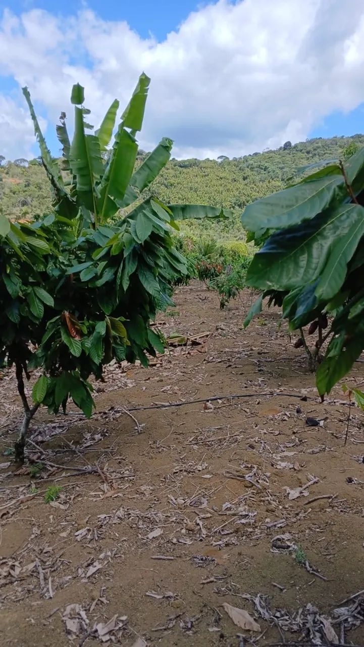 Sítio/Roça de cacau e banana  - Foto 4
