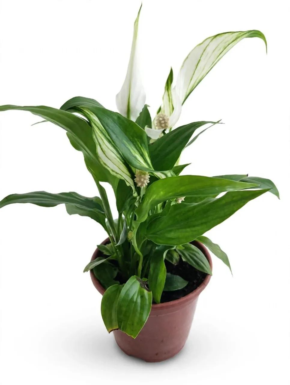 Planta lírio da paz - Foto 2