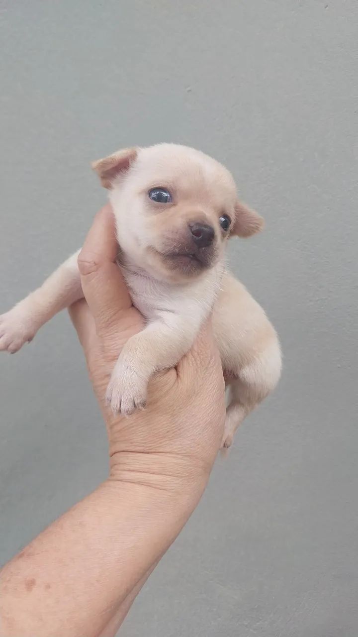 Chihuhua  - Foto 2