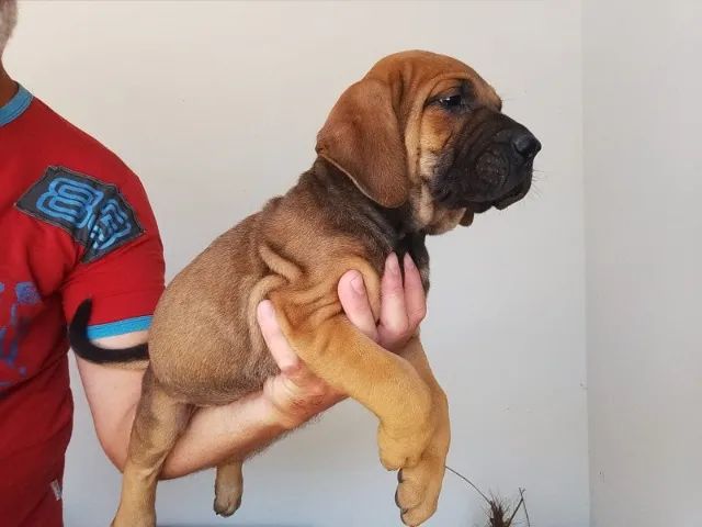 Fila Brasileiro - Foto 2