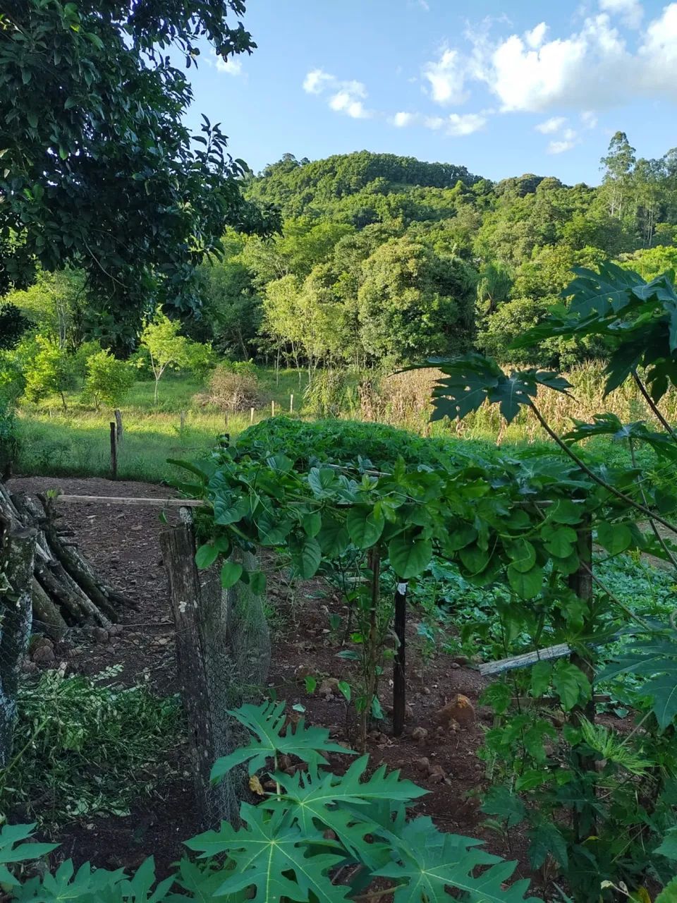 VENDE-SE CHÁCARA ITAPIRANGA - Foto 3