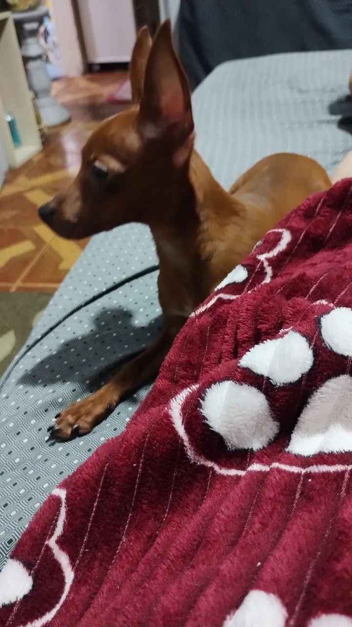 Machinho de Pinscher  - Foto 2