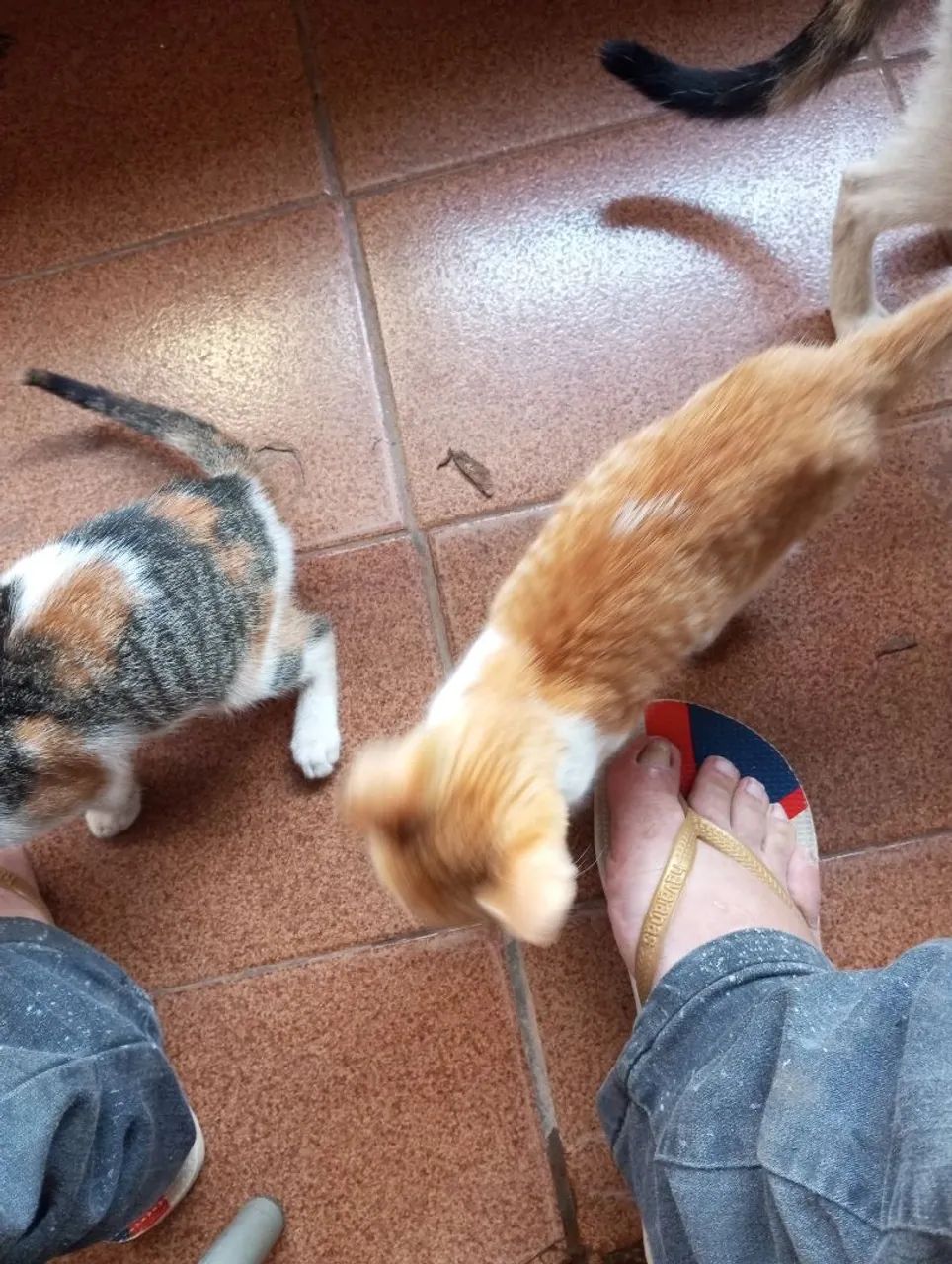 Doação de gatos - Foto 3