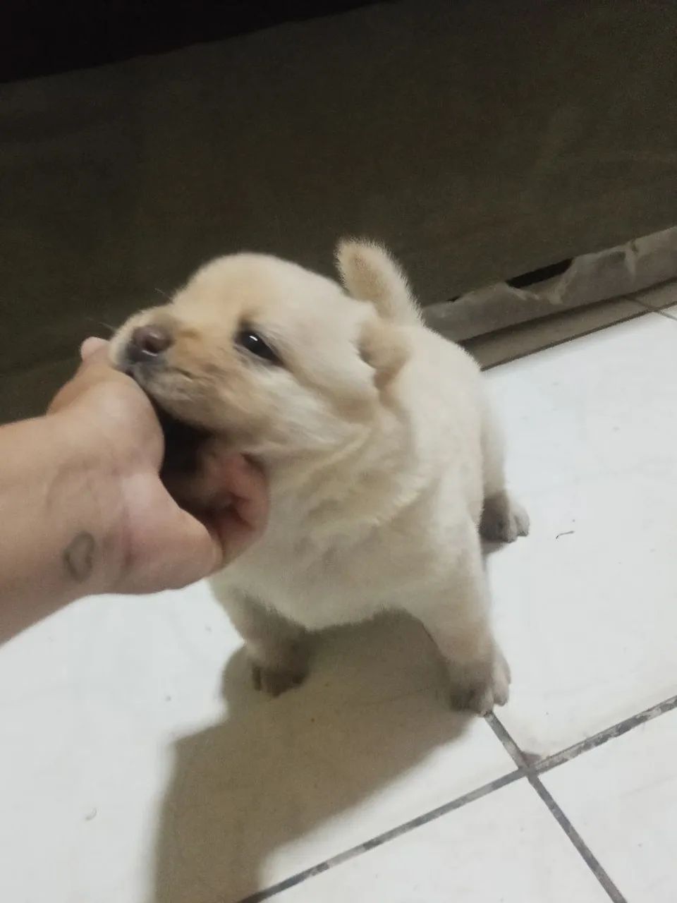 Cachorro para vender  - Foto 3