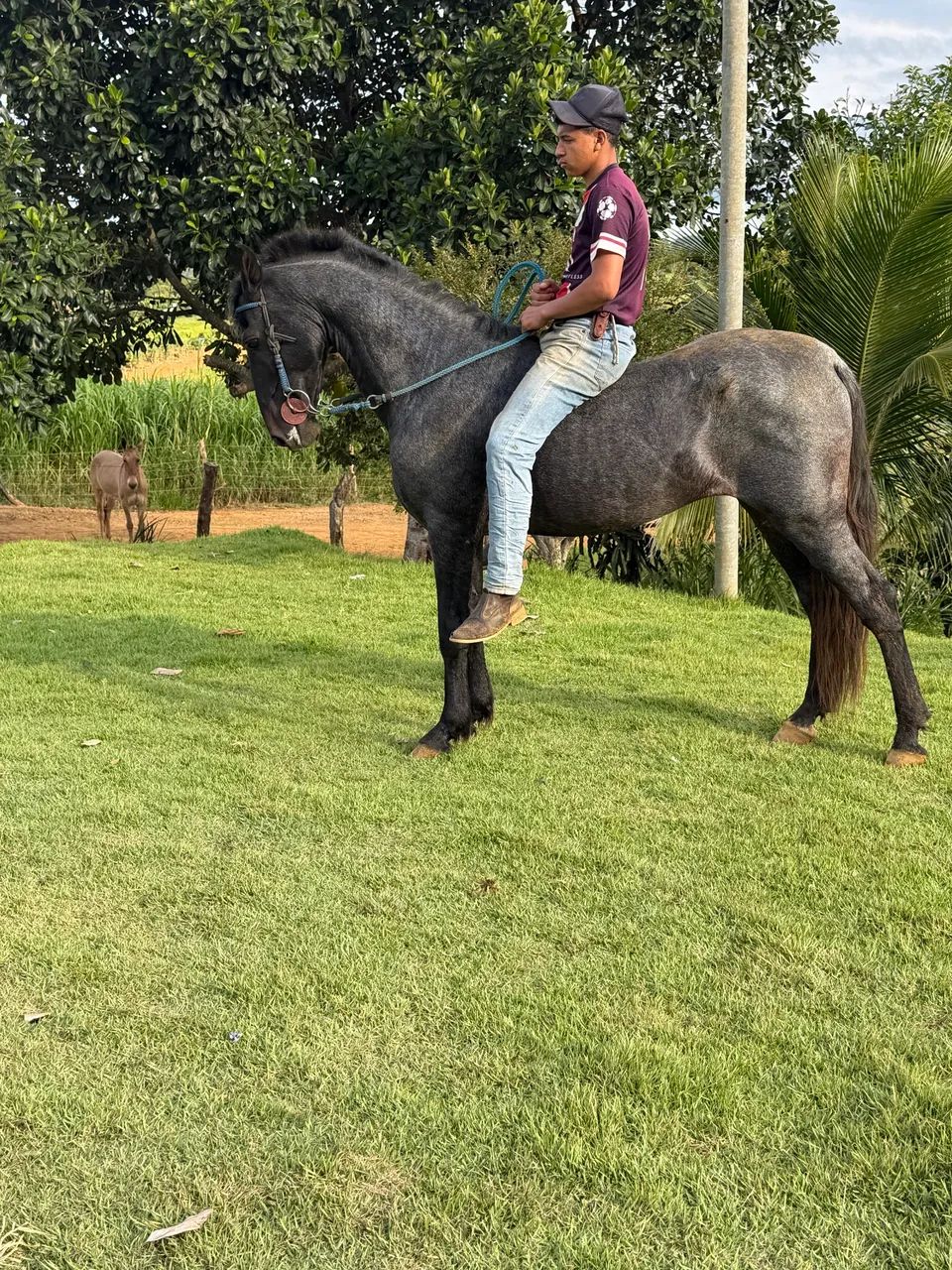 Vendo cavalo registrado marcha batida  - Foto 5