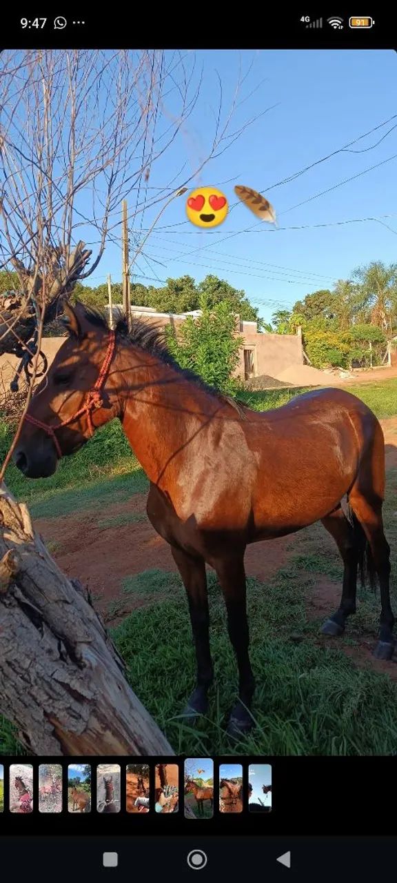 Égua castanha - Foto 4