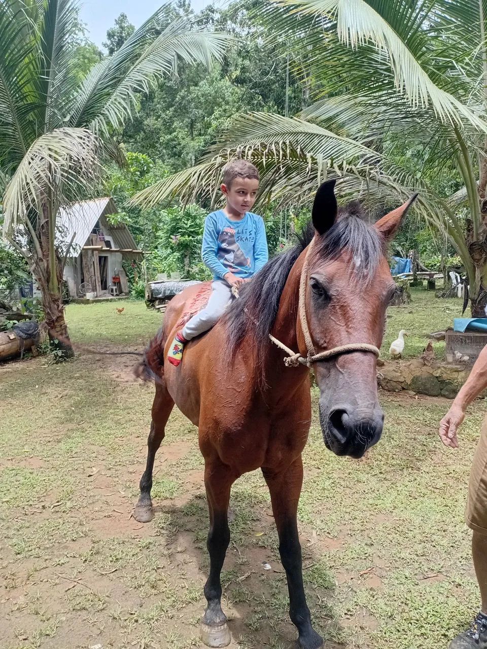 Cavalo quarto de milha