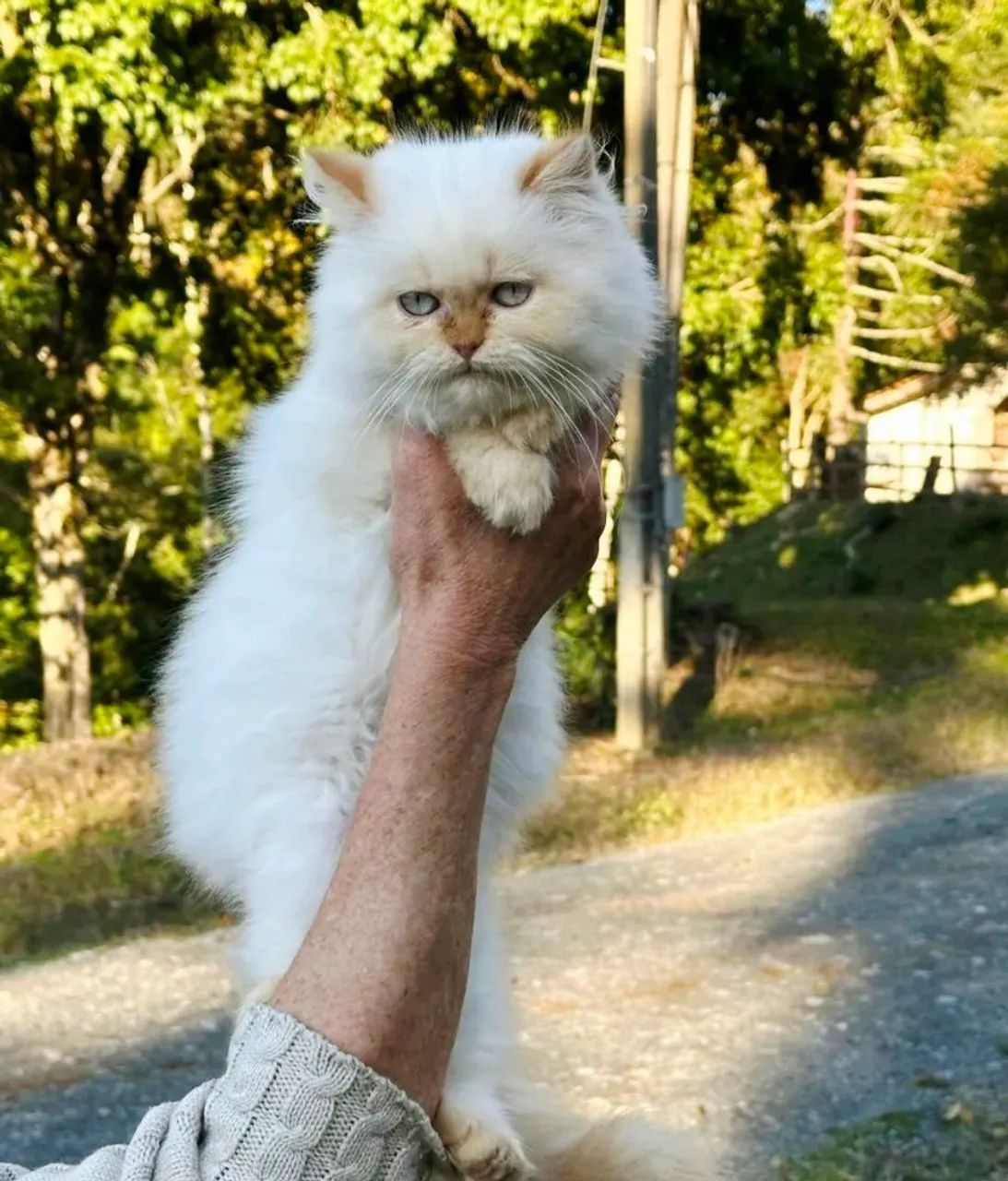 Gata Persa Toda Withe (Branca) - Foto 3