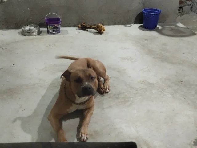 Cachorro  - Foto 3