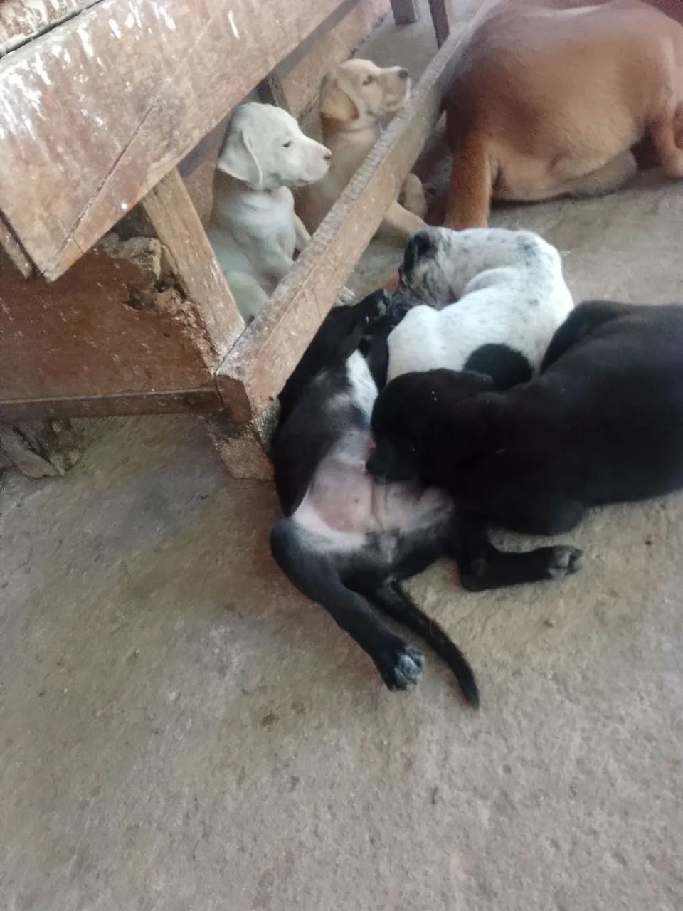 Cachorro pra doação 