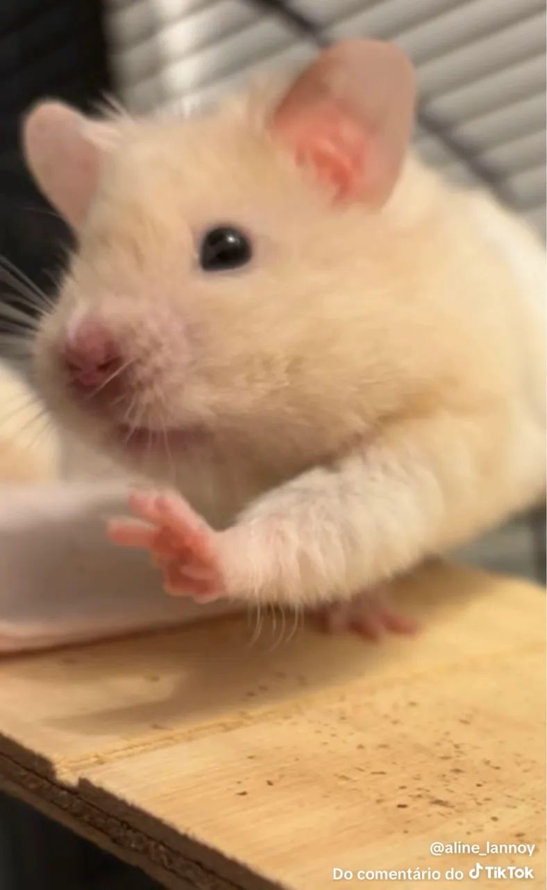 Hamster  - Foto 2