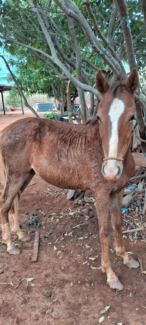 Potro mangalarga
