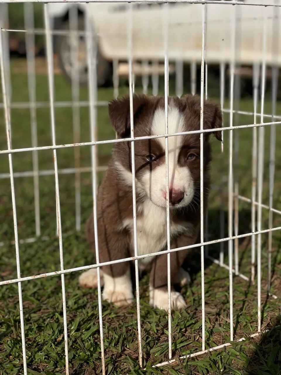 Border collie - Foto 3