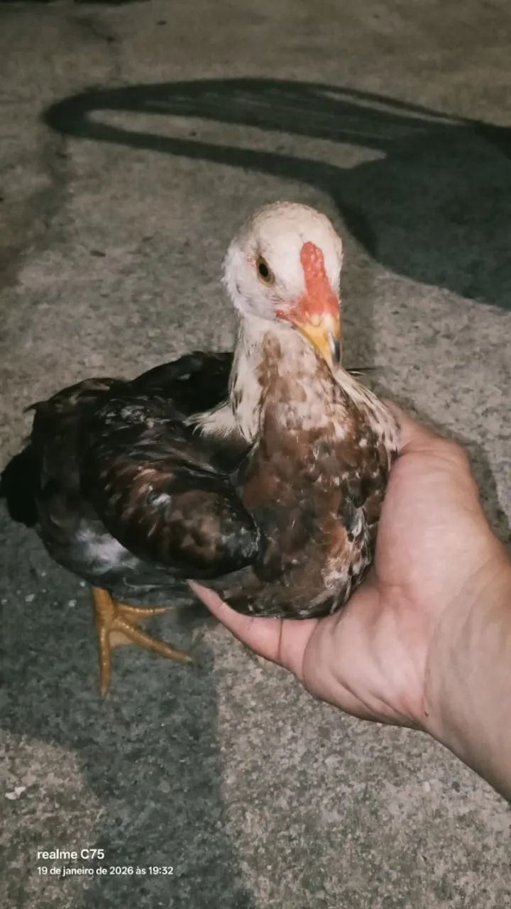 Pintos e Frango(a) Rhode Island Red - Foto 5