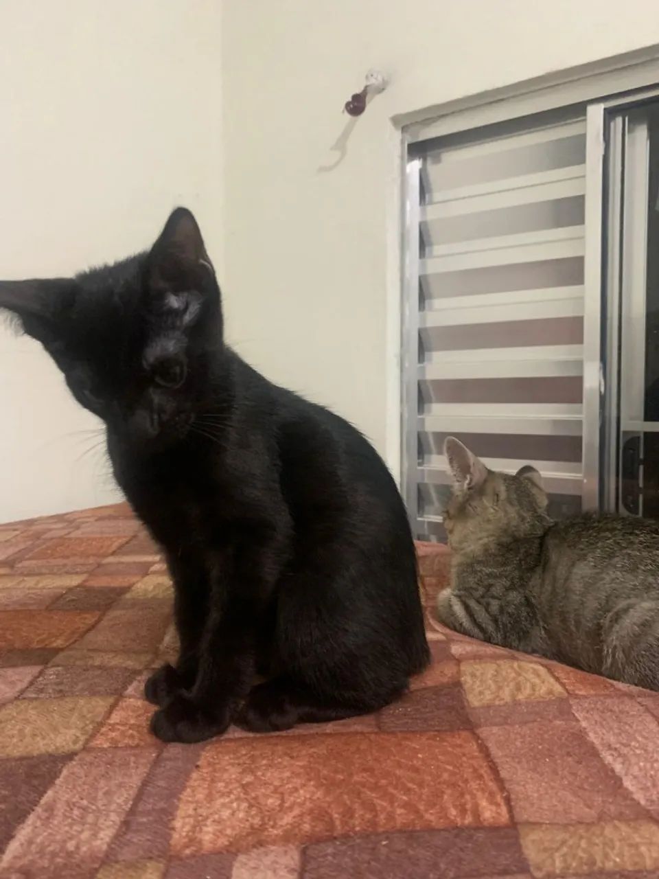 Doação Responsável - Dois Gatinhos Irmãos - Foto 5