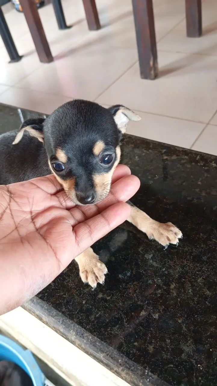 Cachorro  - Foto 2