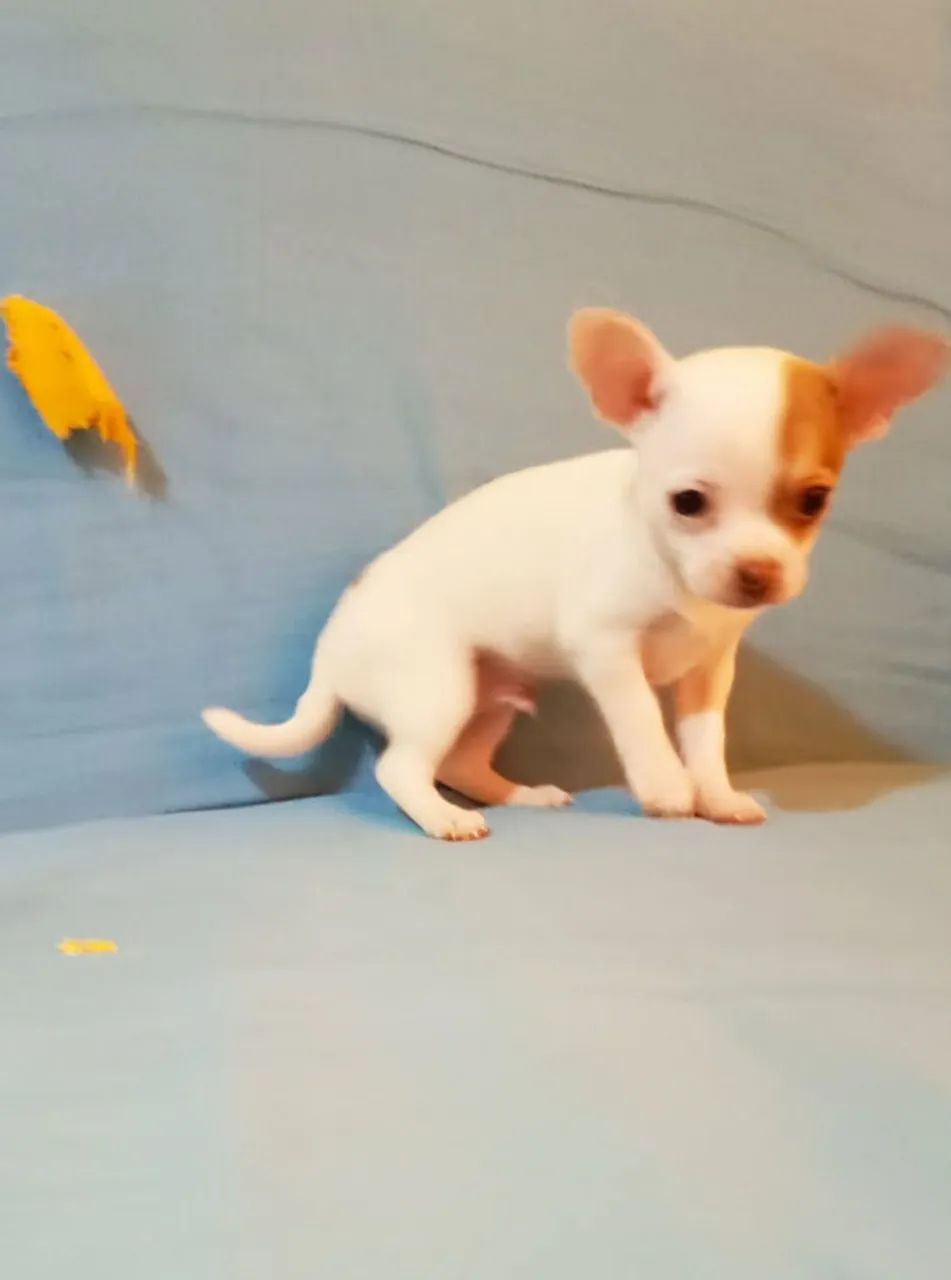 Chihuahua Macho  - Foto 3