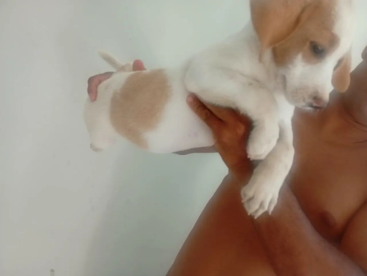Cachorro beagle com americano  - Foto 4