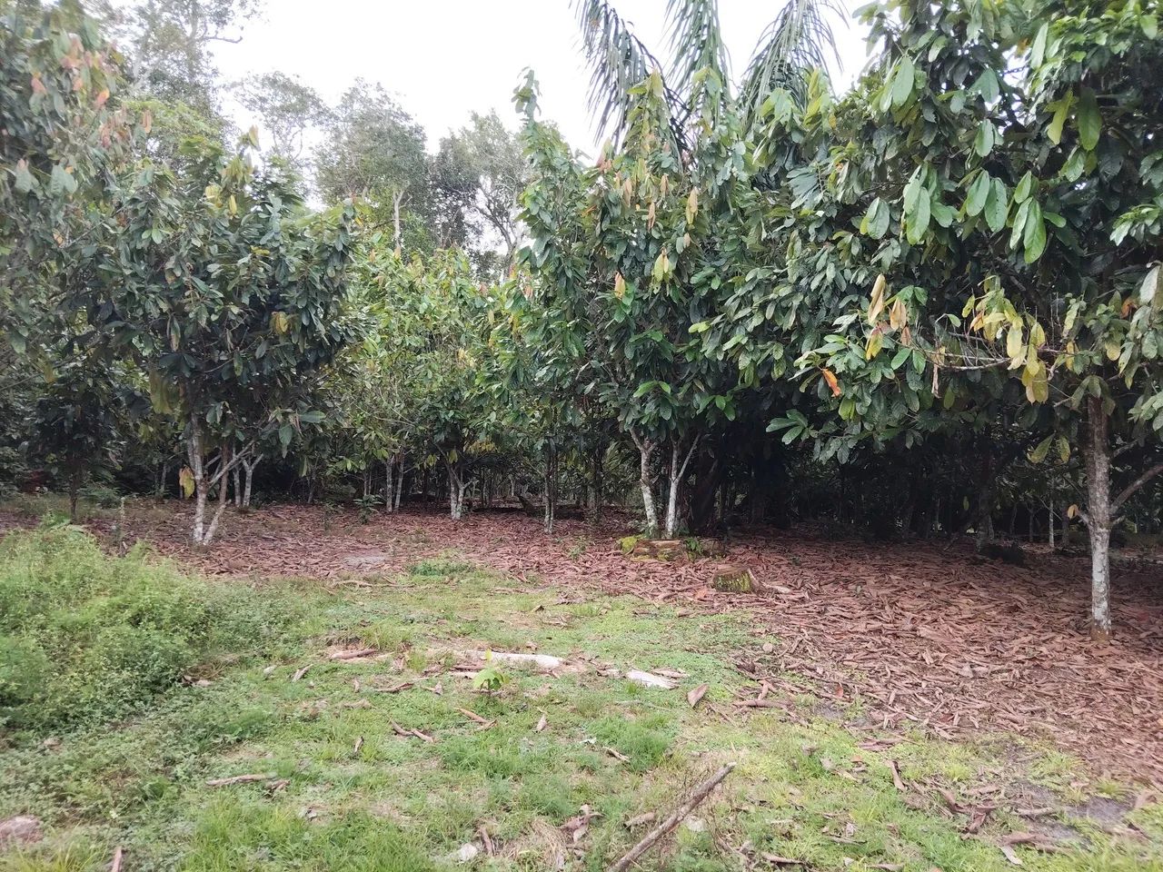 Vendo sitio no pau rosa - Foto 2