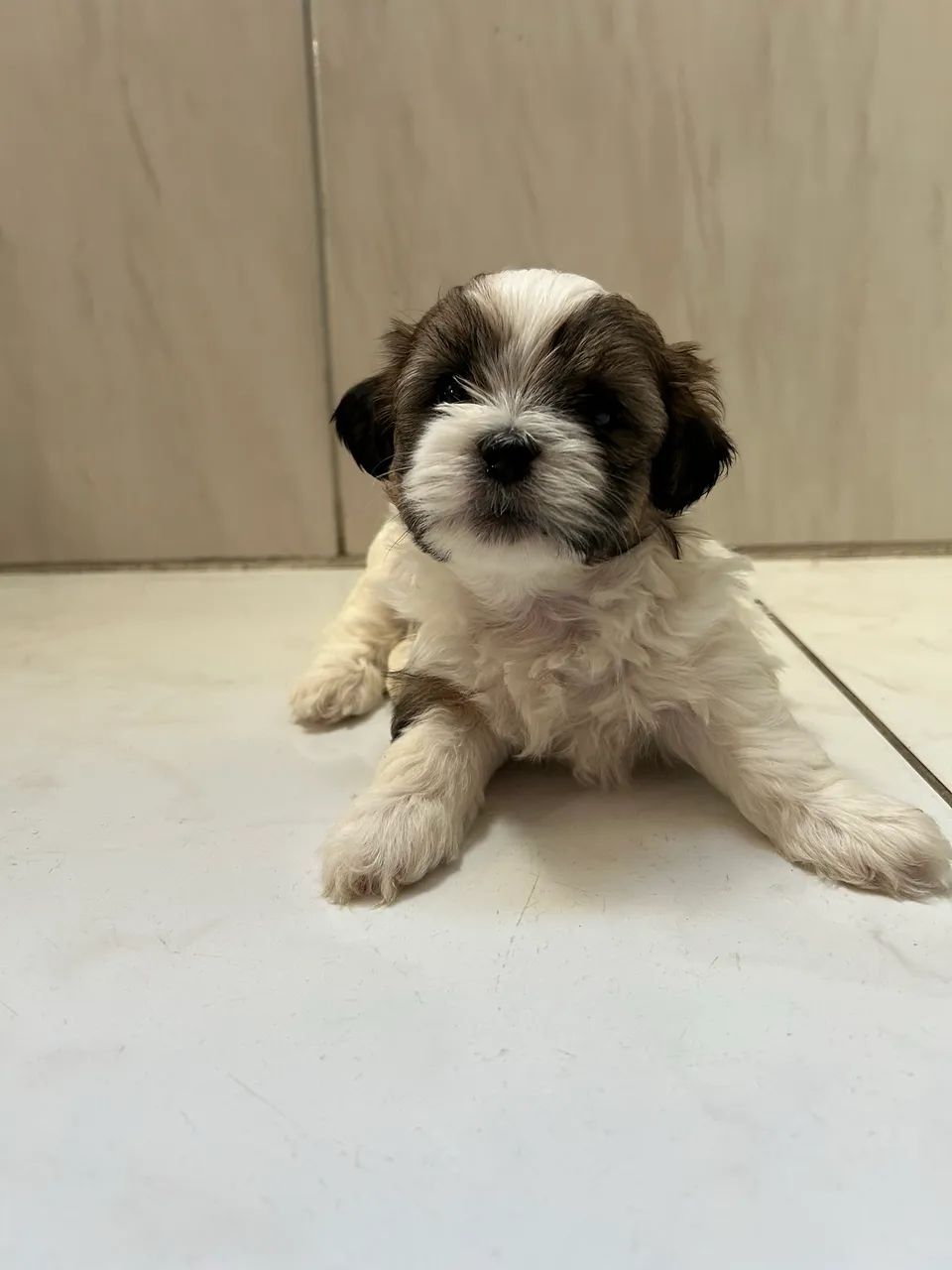 Filhote de lhasa apso - Foto 3