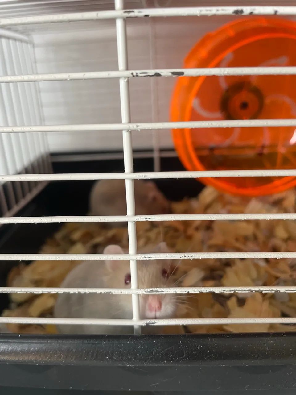 Hamister - Foto 5