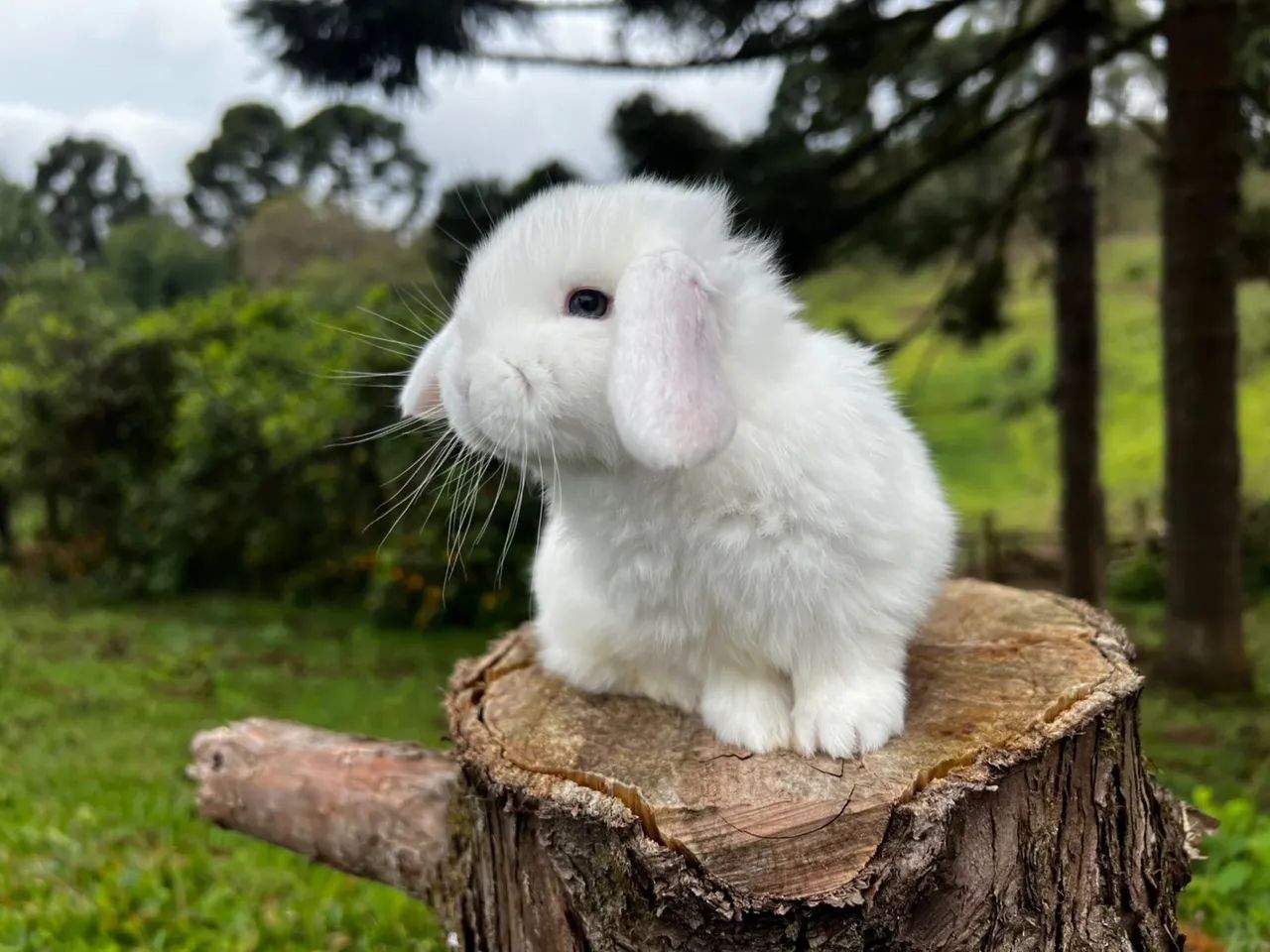 Mini lop  - Foto 4