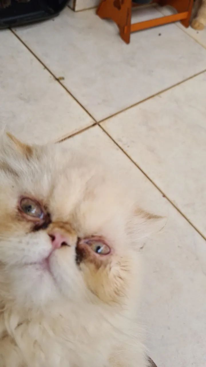 Gato Persa - Foto 5