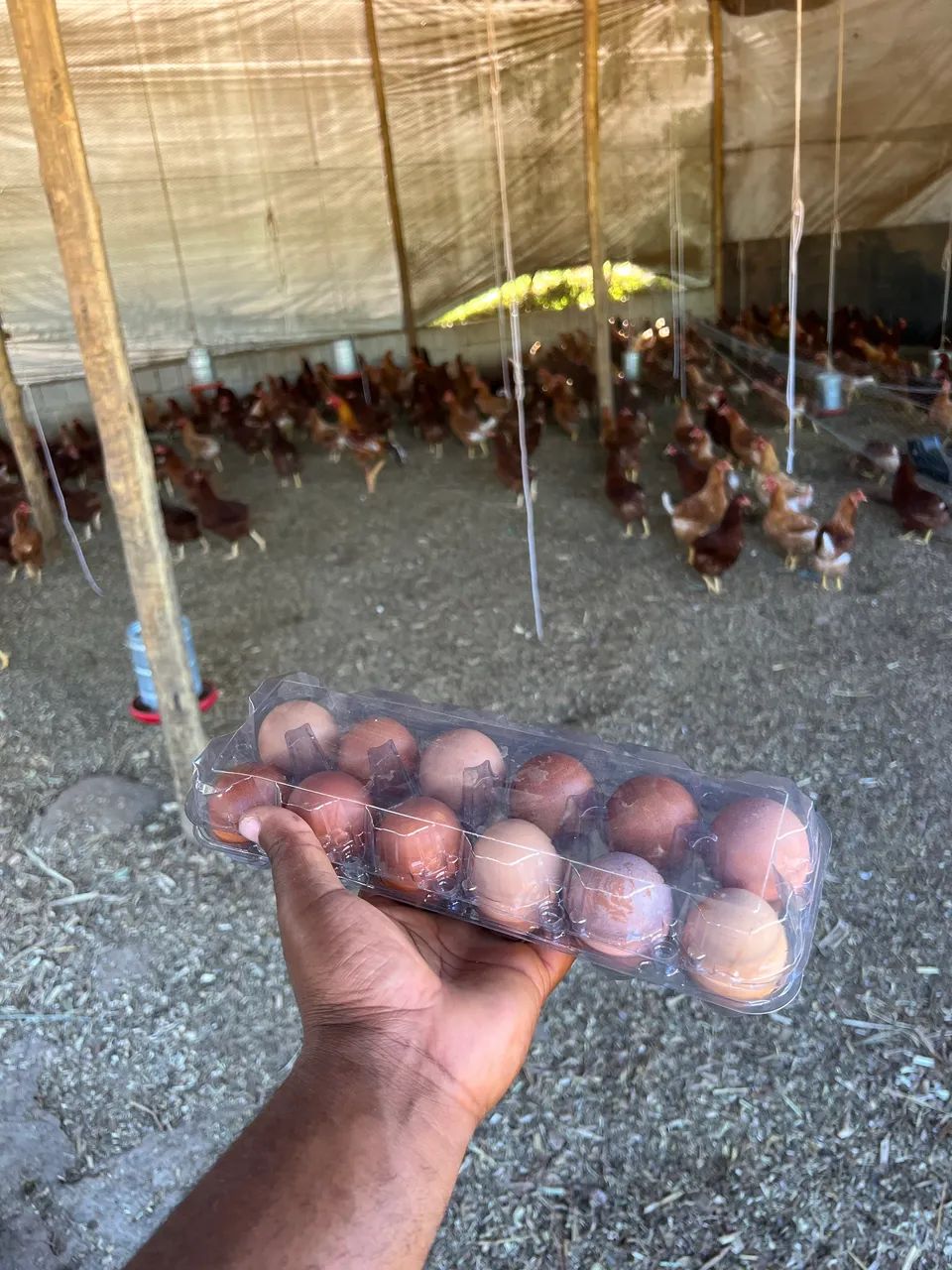 Vendo ovos caipira  - Foto 4
