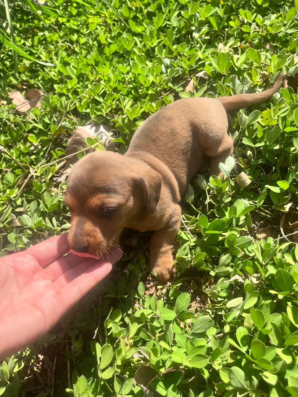 Basset mini arlequim 