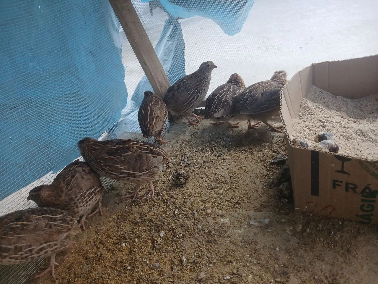 Vende se codorna botando com bebedoures - Foto 3