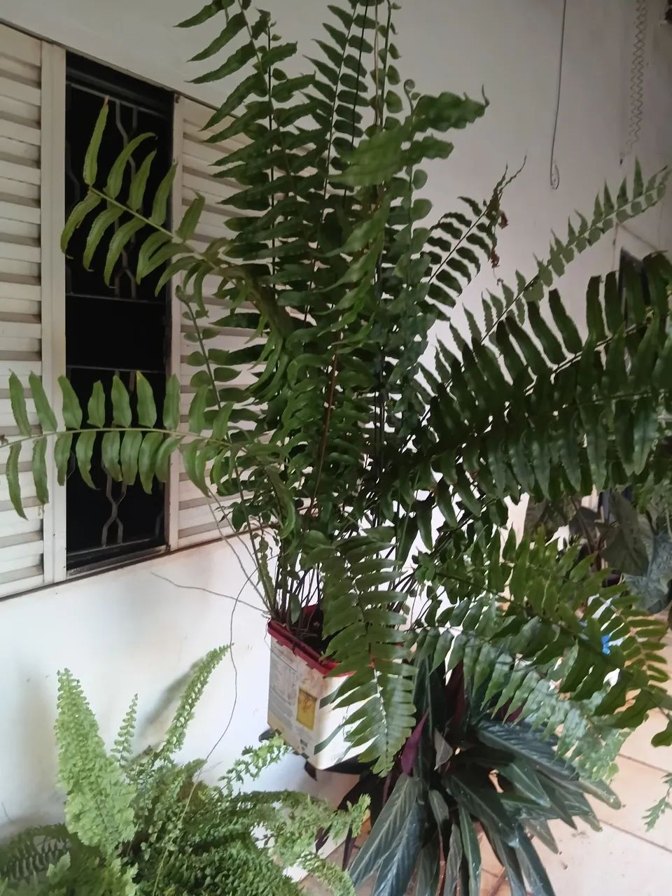 Samambaia  - Foto 3