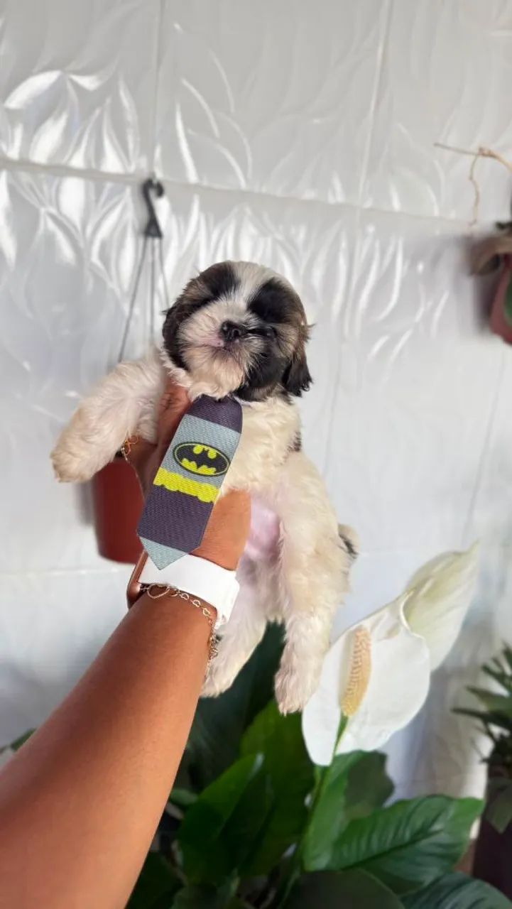 Lhasa Apso 