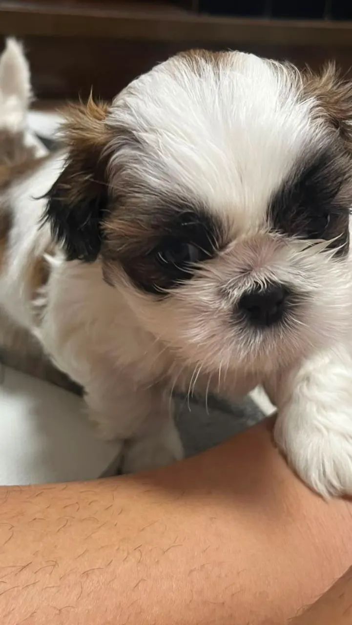 Shihtzus 