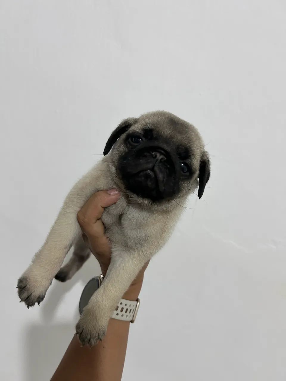 Pug fêmea  - Foto 3