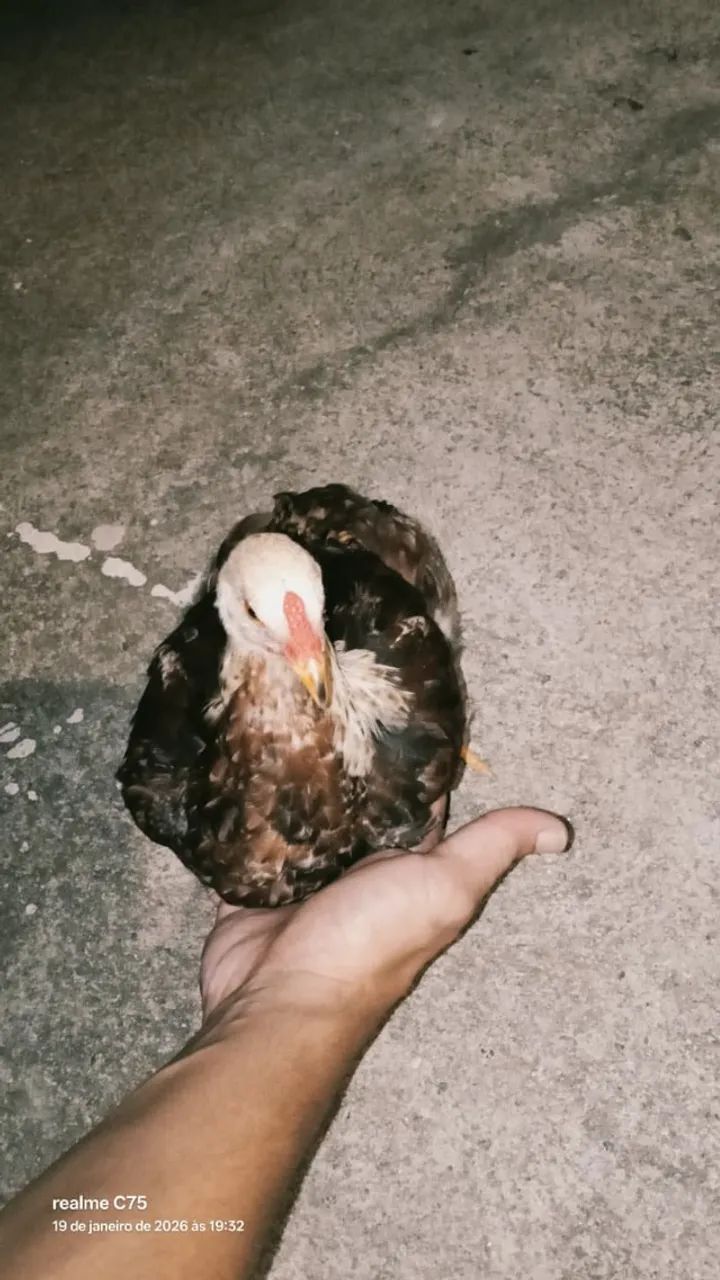 Pintos e Frango(a) Rhode Island Red - Foto 2