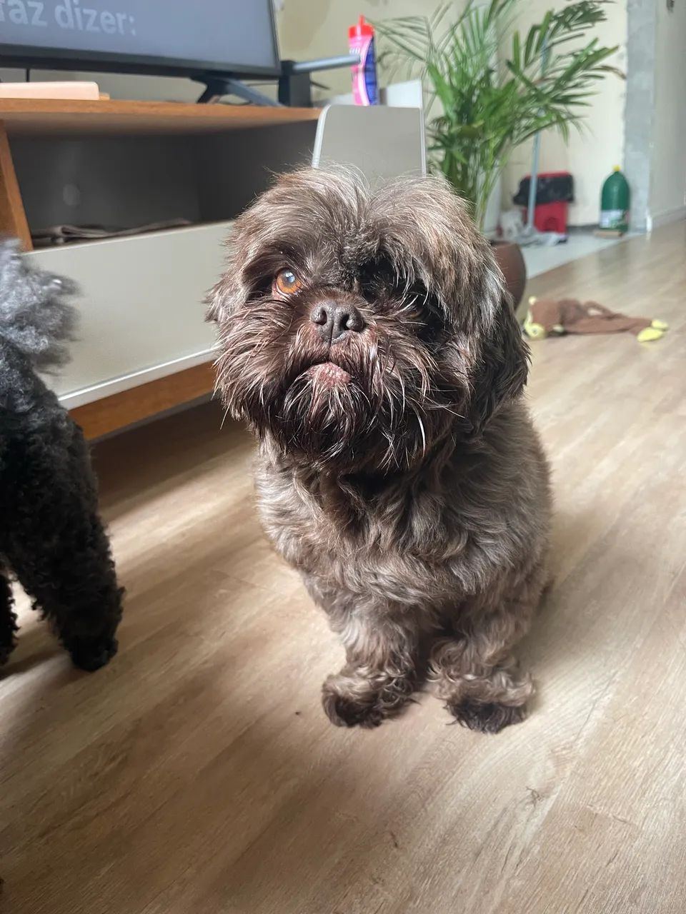 DOAÇÃO CONSCIENTE - POODLE E SHITZU MACHO - Foto 4