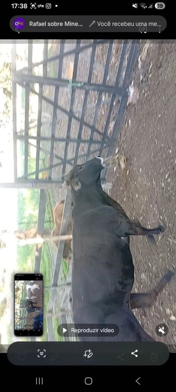 Vendo mine vaca nelore preta nova