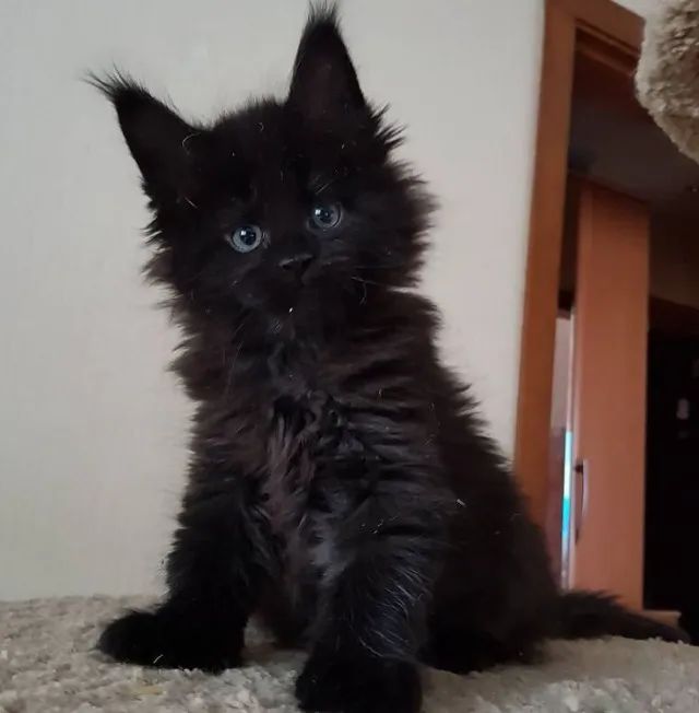 Maine Coon Gato gigante