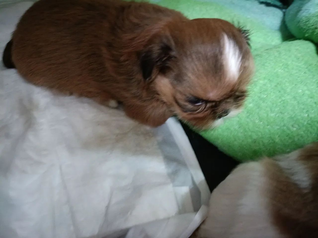 Fêmea shih tzu  - Foto 2