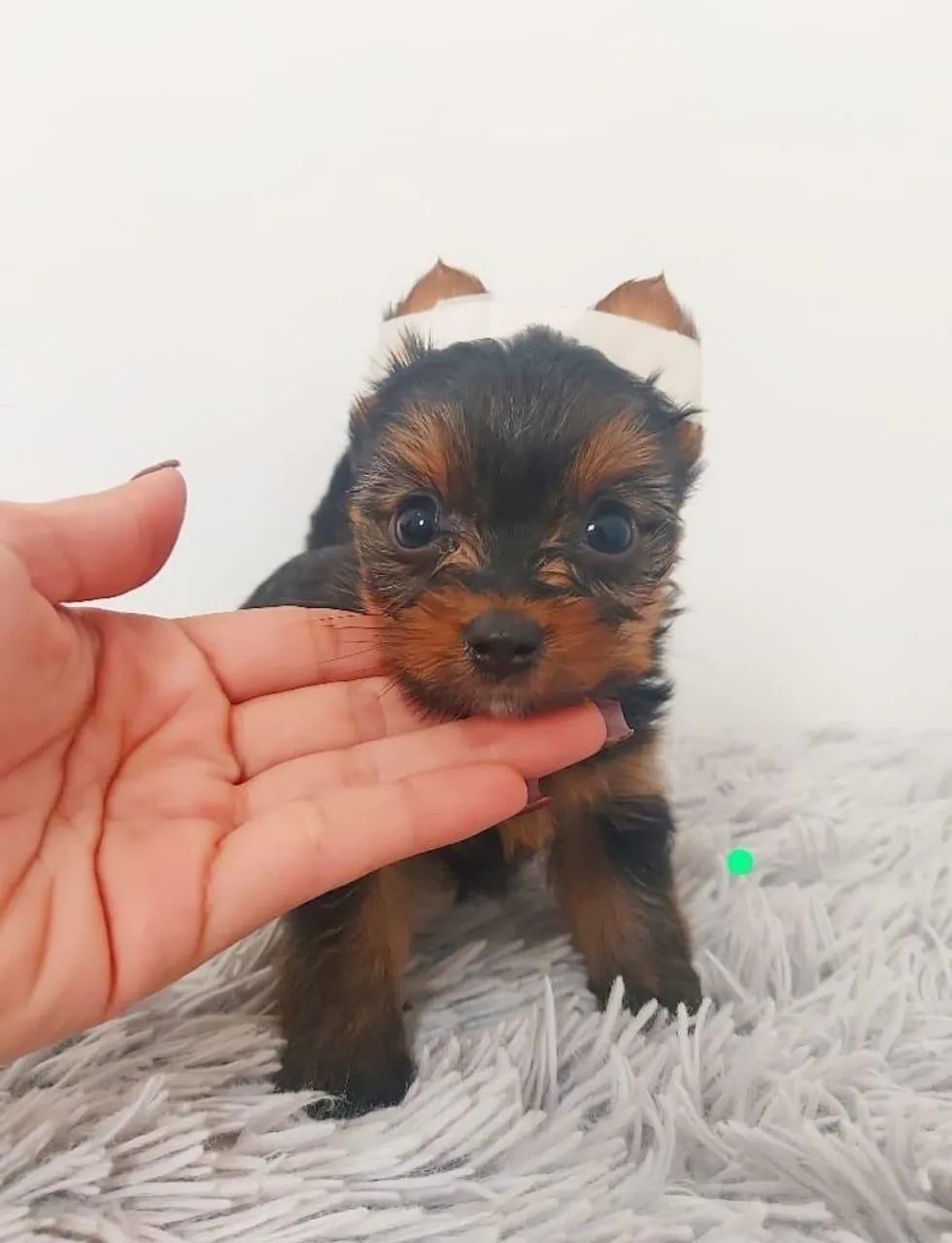 Yorkshire Terrier micro vendas 