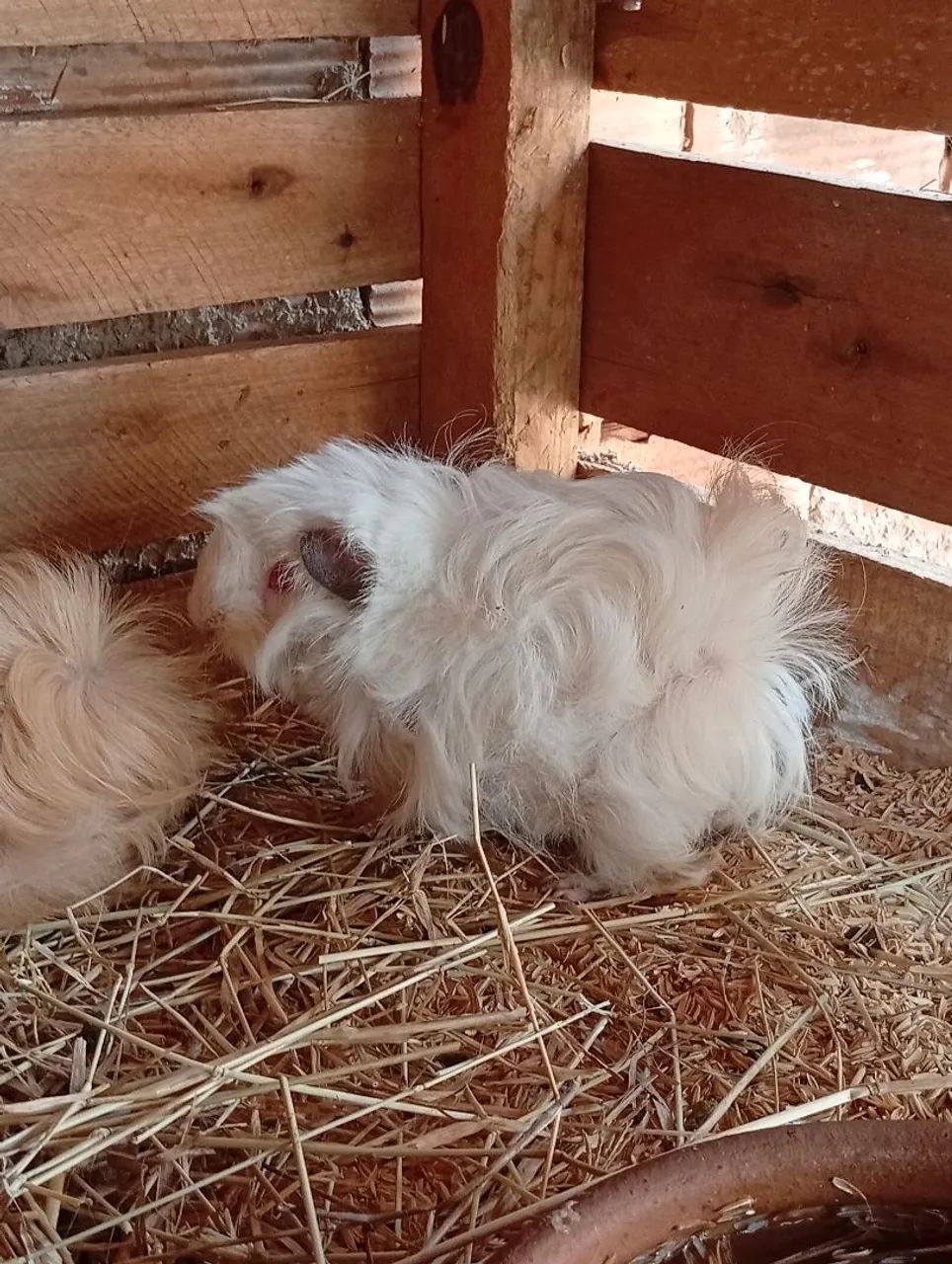 Porquinho da índia peruano linhagem importada uruguaia pelagem longa leia - Foto 3