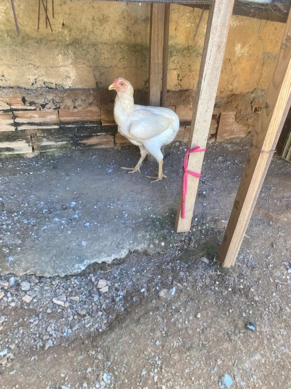 Galo Suro e três galinhas. - Foto 4