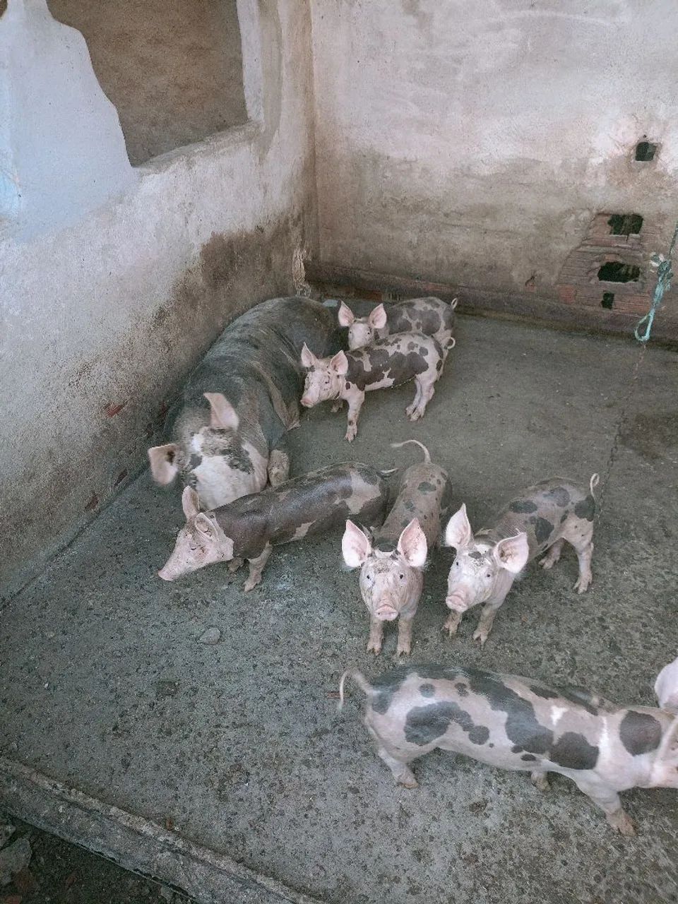 Porcos  - Foto 3