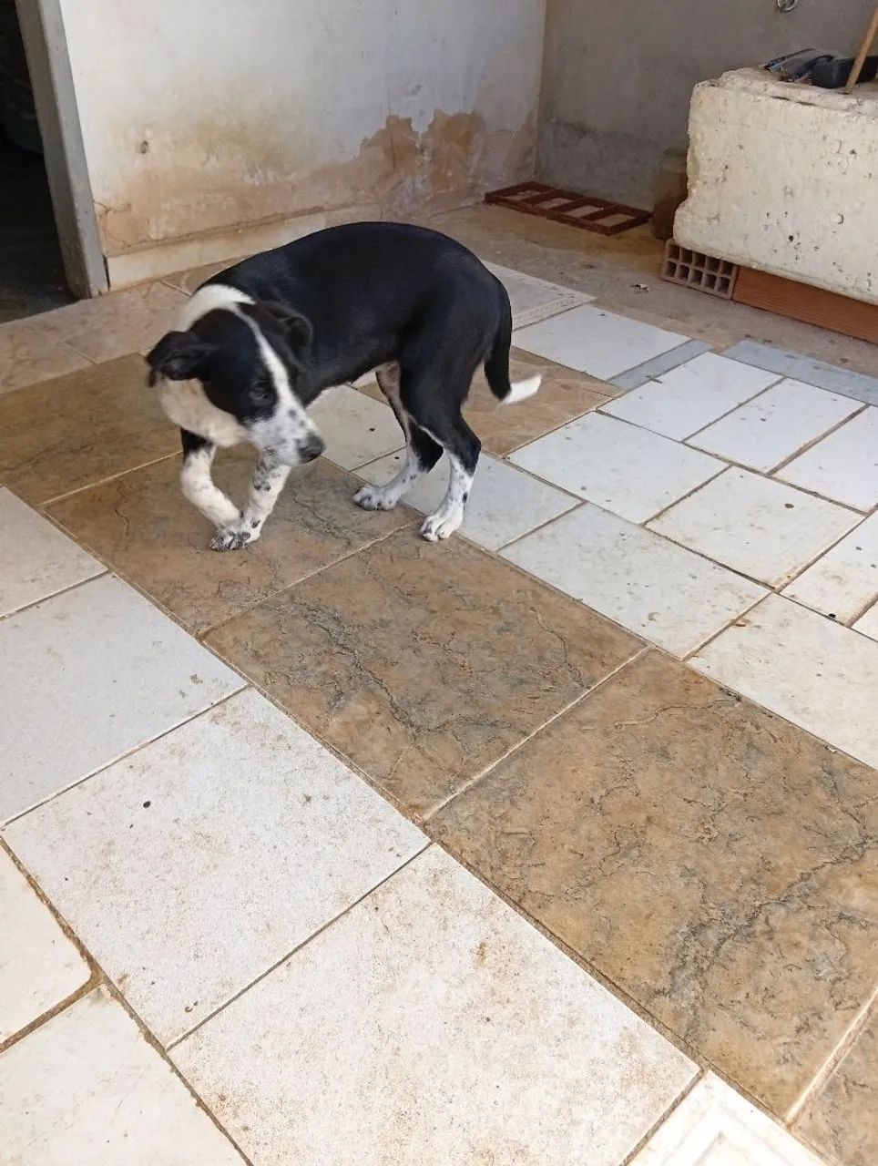 Doação de cachorro  - Foto 3