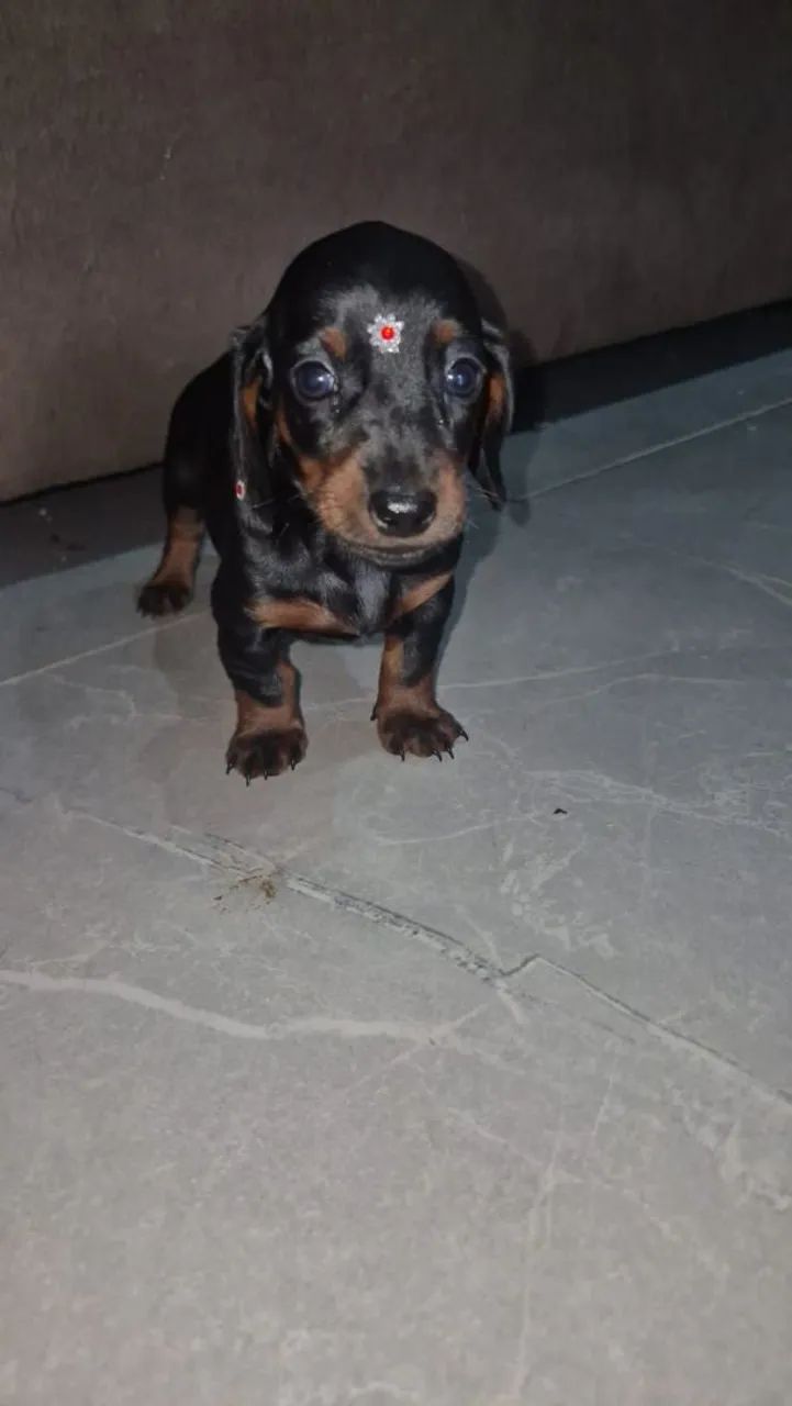 Teckel - Foto 3