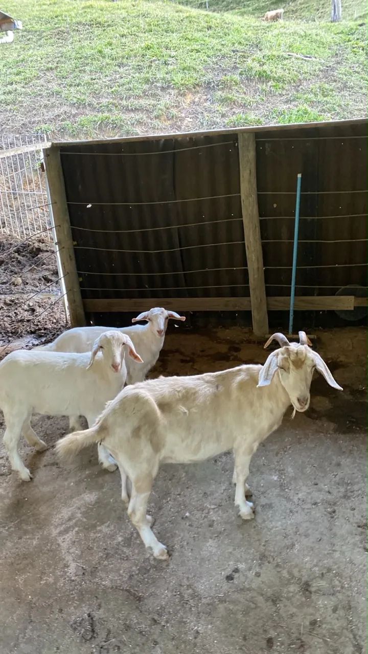 Cabrito, cabra 