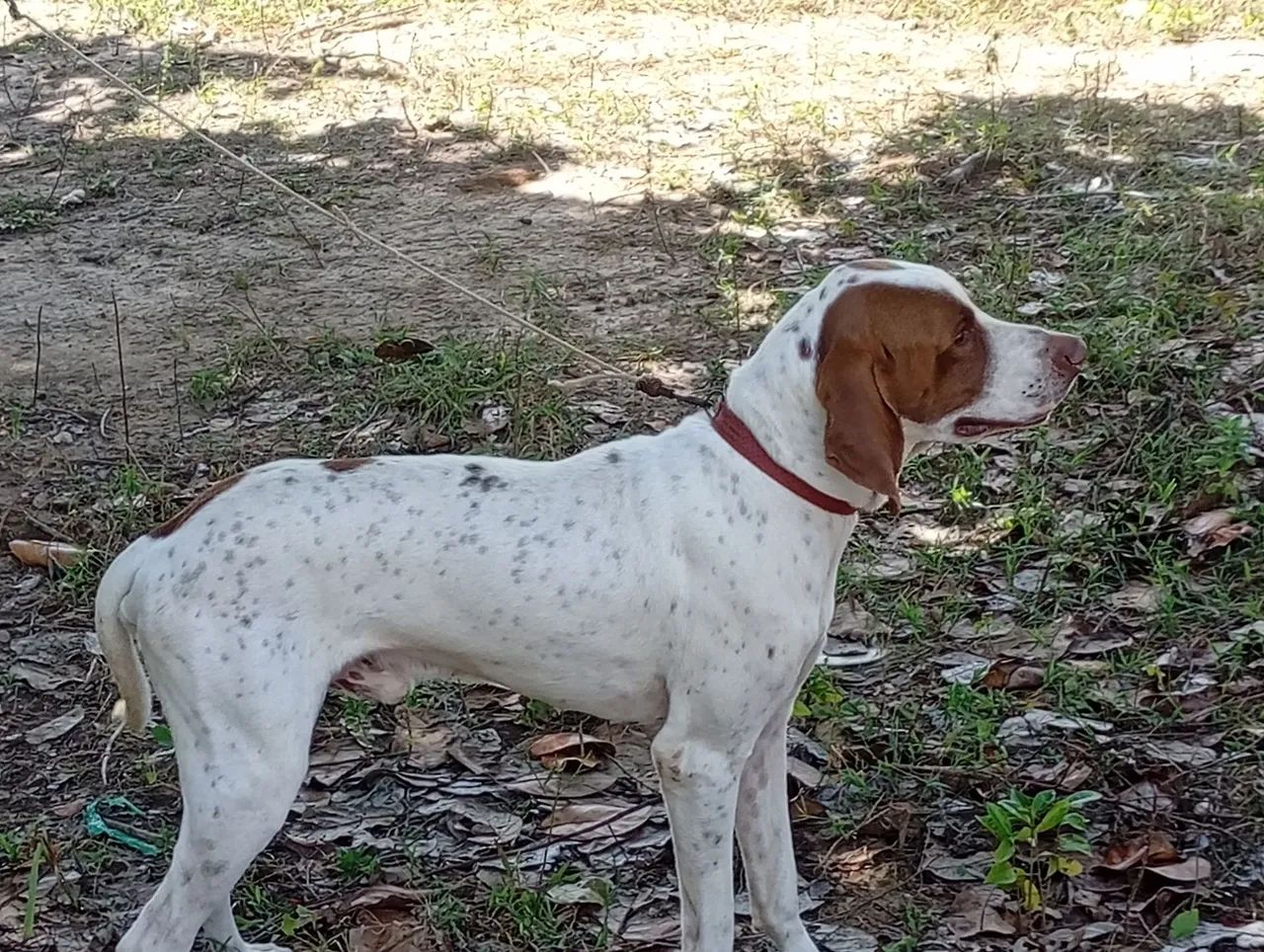 Cachorro pointer inglês  - Foto 5