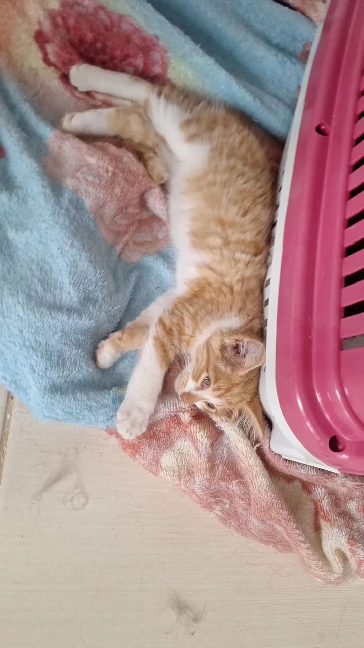 Gato 3 meses macho - Foto 4