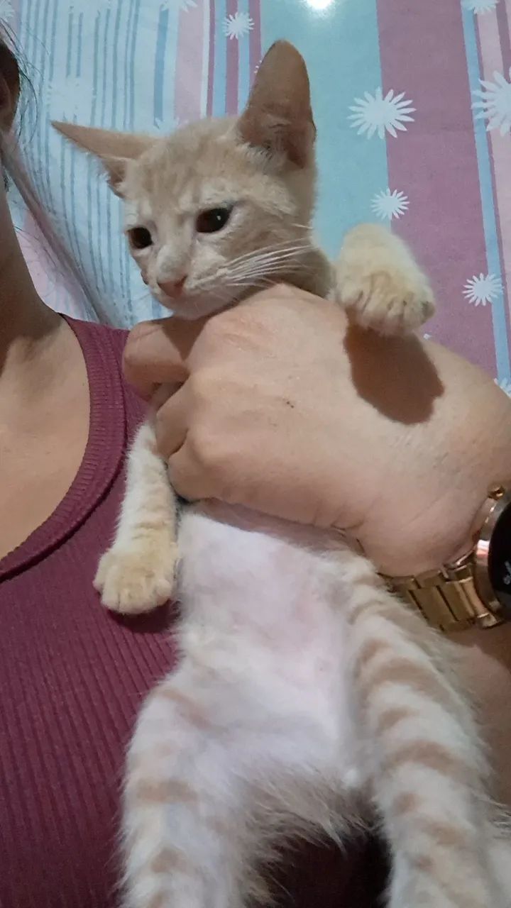 Filhotes para adoção  - Foto 4